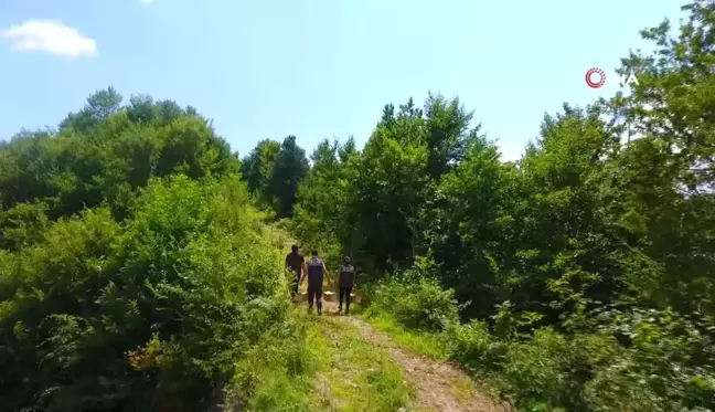 Artvin ormanlarında zararlı böceklere karşı kuşlar devrede