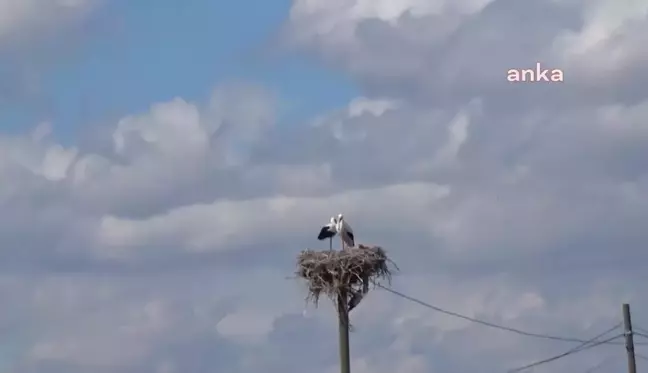 Iğdır'a leyleklerin göçü başladı