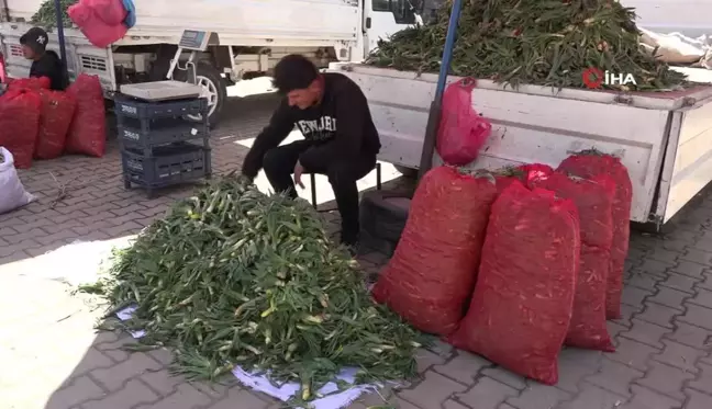 Erciş'te çiriş otu tezgahlardaki yerini aldı