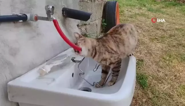 Çeşmeden su içen kedi 'Yıldız' gülümsetti