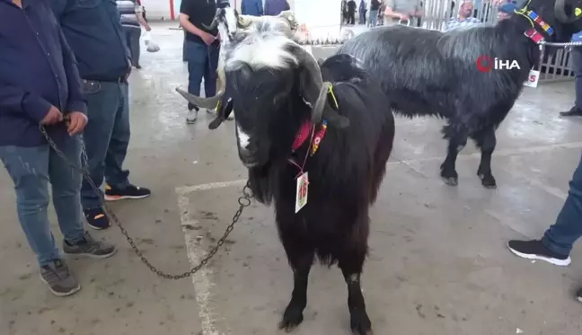 Burdur'da Teke ve Koçların Güzellik Yarışması Renkli Görüntülere Sahne Oldu