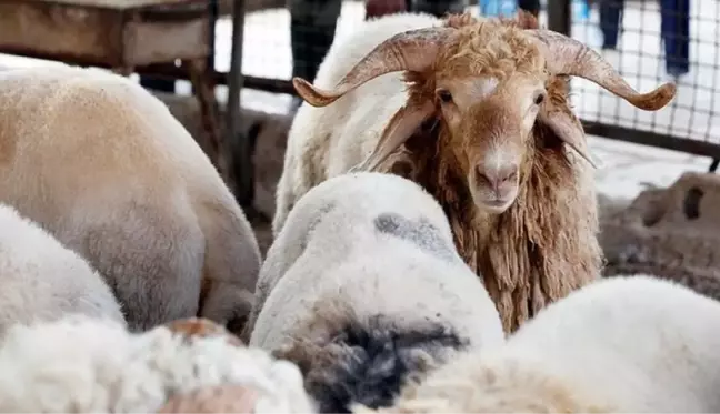 Yurt dışı kurban fiyatları neden daha uygun? Kurban fiyatları belli oldu mu?