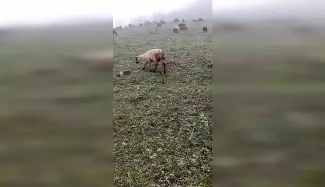 Artvin Geçitli köyünde kar yağışı