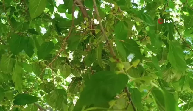 Ani sıcaklık değişimleri dutun merkezini vurdu