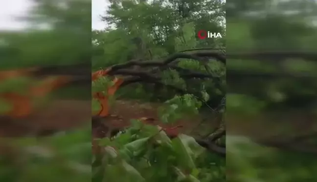 Elazığ'da yıldırımın düştüğü ağaç ikiye ayrıldı