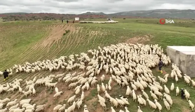 Süt kuzularının anneleriyle buluşması