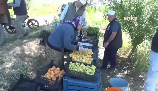 Aydın'da kayısı hasadı başladı, üreticiler ve işçiler fiyatların yetersiz olduğunu söylüyor