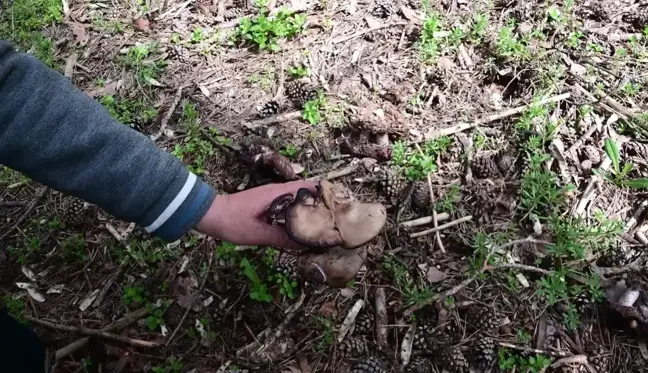 Yozgat'ta Doğada Yetişen Mantarlar Zehirlenmelere Neden Oluyor