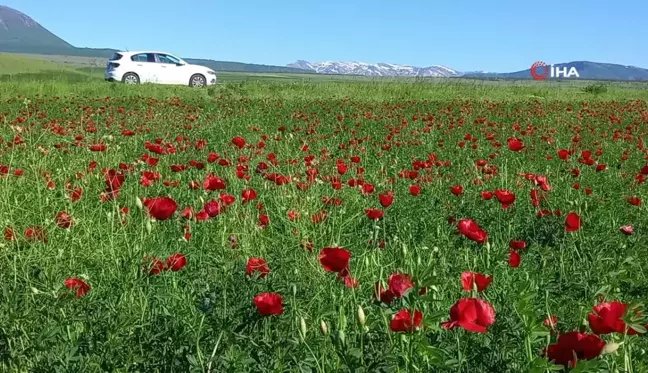 Bitlis'te gelincik çiçeği görsel şölen sunuyor