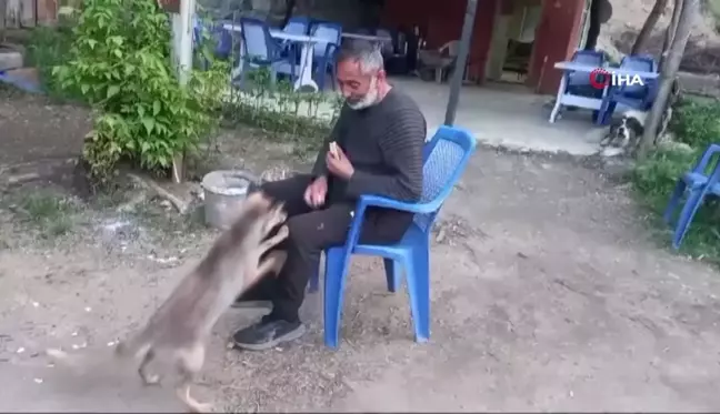 Tilki çay ocağının maskotu oldu