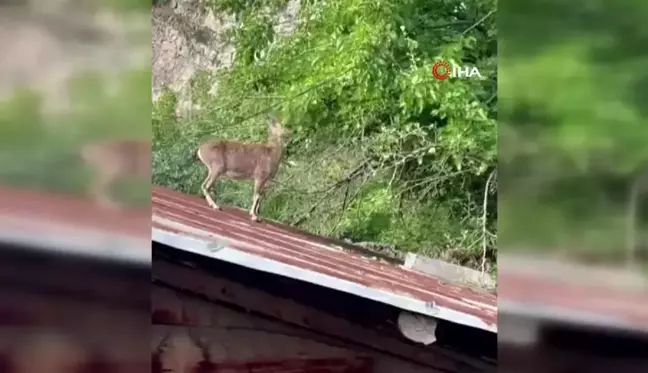 Dağ keçileri evlerin çatısına çıkmaya başladı