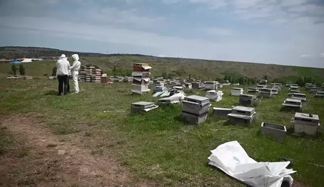 Yozgat'ta gezginci arıcı sayısında büyük düşüş yaşandı