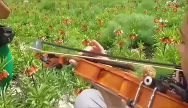 Ters laleler Tunceli dağlarına renk kattı