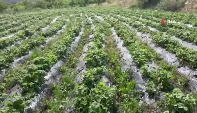 Çilek, üreticinin yüzünü güldürdü