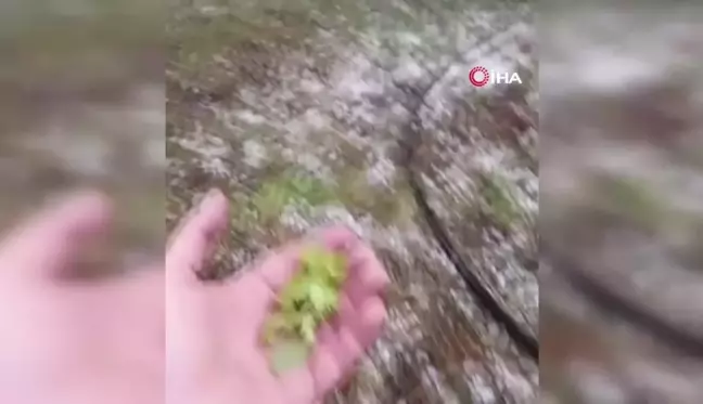 Dolu yağışı tarım arazilerine zarar verdi