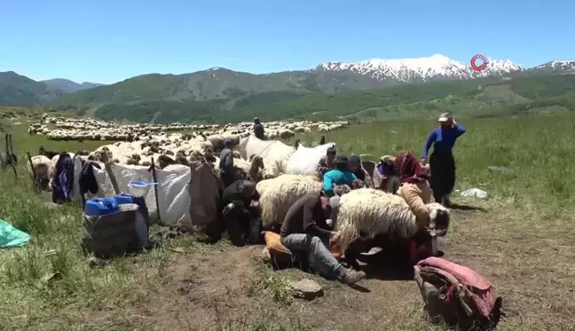 Muşlu berivanlar ilk süt sağımına başladı