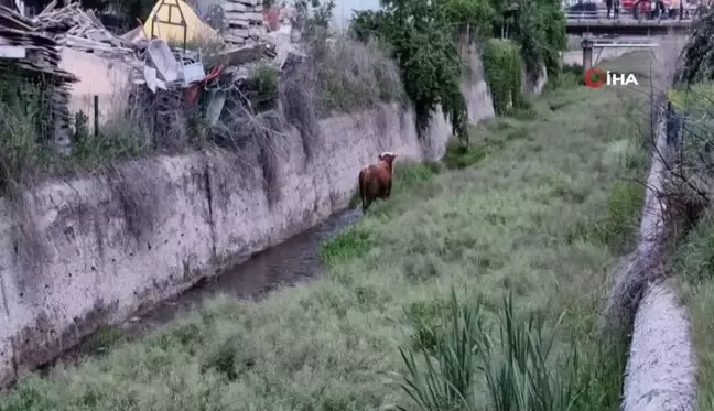 Ahırdan kaçan kurbanlık ortalığı birbirine kattı