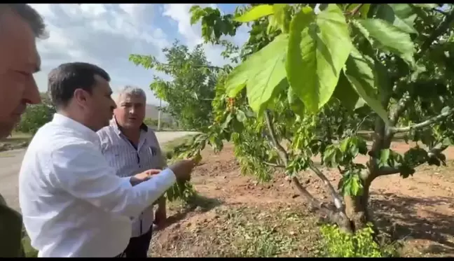 Manisa'da Dolu Hasarı: Çiftçiler Çaresiz