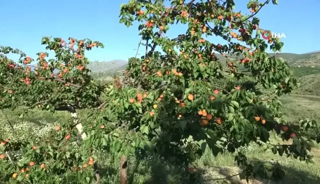 Erkenci kayısıda hasat zamanı