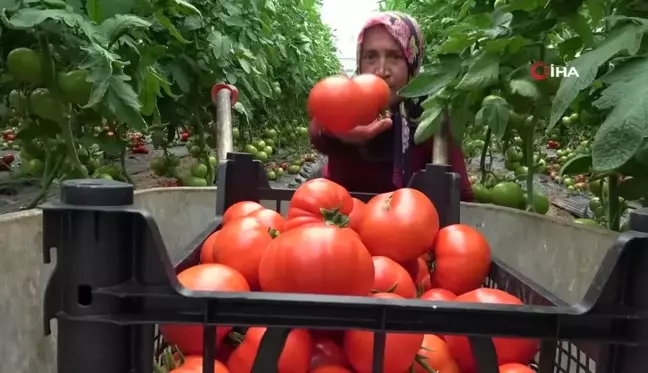 Amasya'da domates hasadı başladı, 100 bin ton rekolte bekleniyor