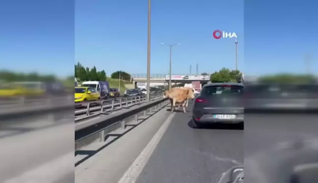 TEM Otoyoluna Çıkan İnekler Trafiği Tehlikeye Soktu