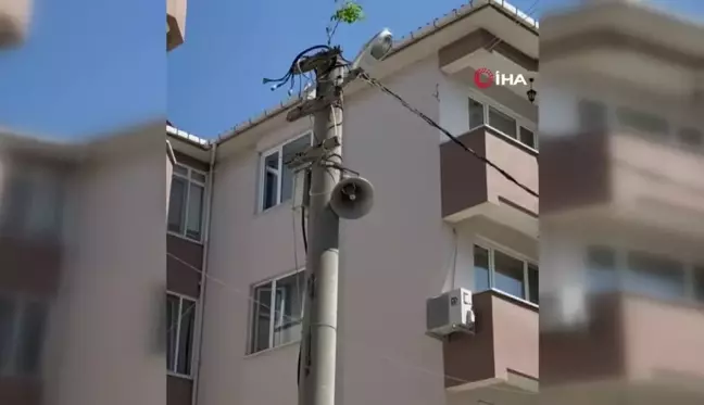 Elektrik direğinin tepesinde ağaç filizlendi