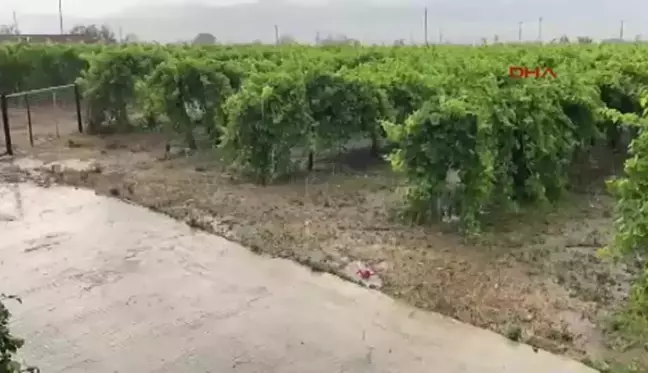 Alaşehir'de Yağmur ve Dolu Üzüm Bağlarına Zarar Verdi