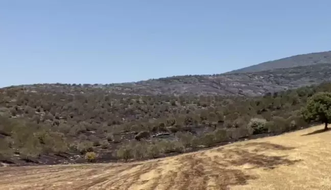 Manisa'da Orman Yangınında Binlerce Dekar Alan Zarar Gördü