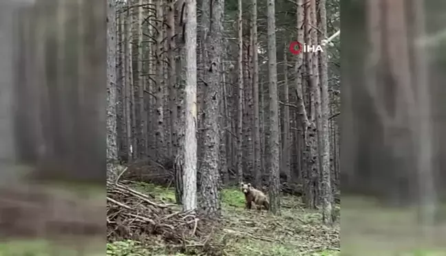 Ayı ile vatandaşın tebessüm ettiren diyaloğu