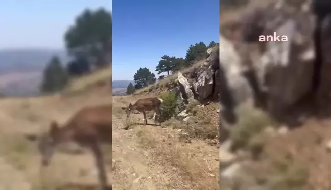 Salda Gölü'nde Nesli Tehlike Altındaki Kızıl Geyikler Görüntülendi