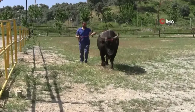 Mahalle mahalle gezip tırnak bakımı yapıyor