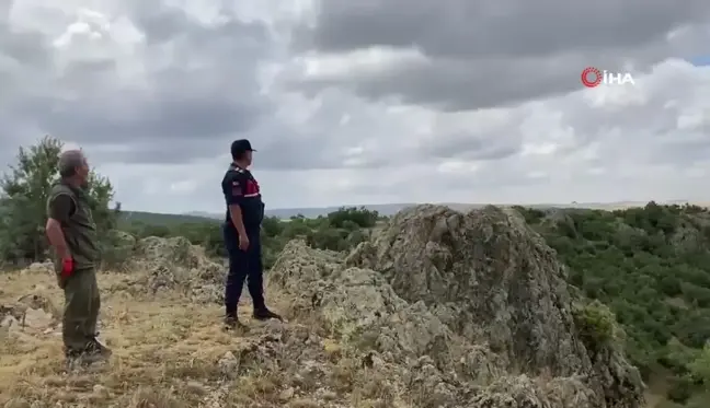 Yaralı Kızıl Şahin Tedavi Edildikten Sonra Doğaya Salındı