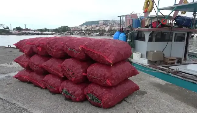 Yaz Döneminde Deniz Salyangozu İhracatı Artıyor