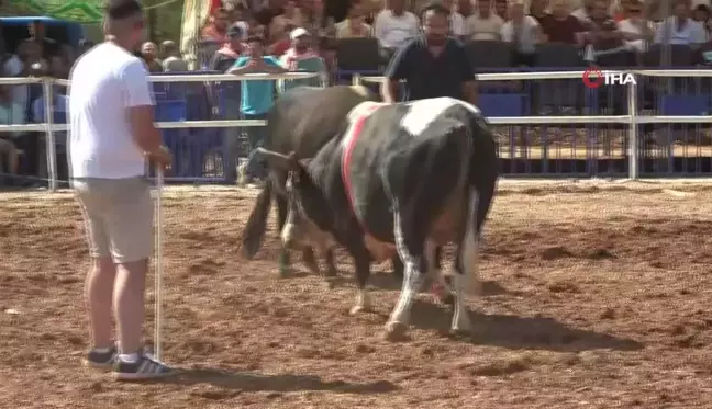 Rakibine yenilen boğa, öfkesini sahibinden aldı