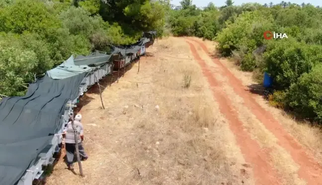 Oğlunun ölümünün ardından dedesinden kalma arıcılık mesleğiyle hayata tutundu