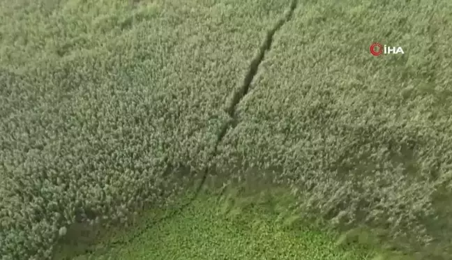 Devasa sazlıklarda sülük toplarken kayboldu, AFAD dron ile buldu