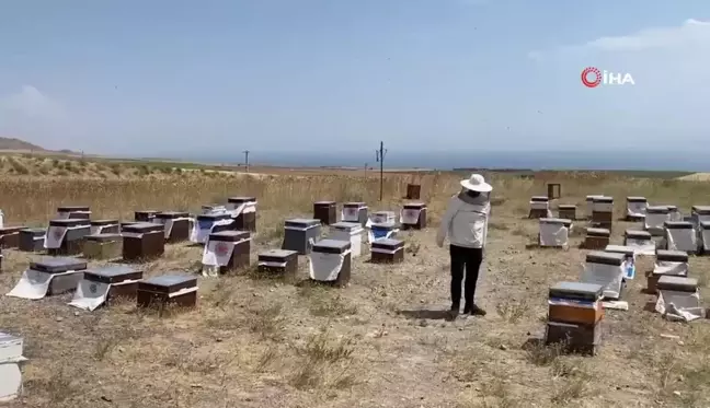 Süphan Dağı eteklerinde bal sağımı