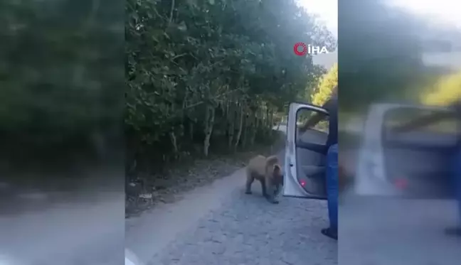 Araç sürücüsü ayı saldırısından kıl payı böyle kurtuldu