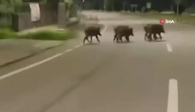 Rize'de aç kalan domuzlar şehir merkezine indi