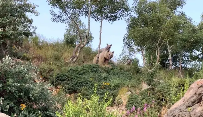 Bitlis'te sualtı dalışı yapan öğretim üyesi boz ayılarla karşılaştı