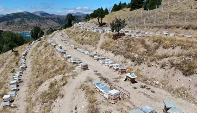 Sivas'ta Üretilen Arı Sütü Sağlık İçin Yüksek Değer Taşıyor