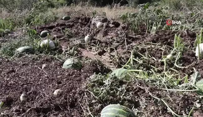 Erzurum'da sel ve dolu tarım alanlarına zarar verdi