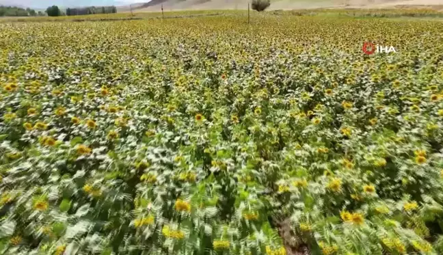 Erzincan'da Ayçiçeği Tarlaları Göz Kamaştırıyor