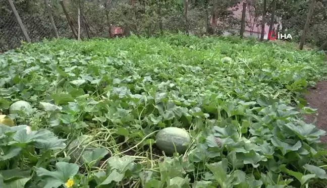 Giresun'da fındık üreticisi Adana karpuzu yetiştiriciliğine başladı