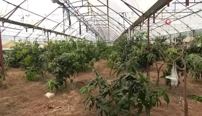 Alanya'da Mango Hasatı Başladı