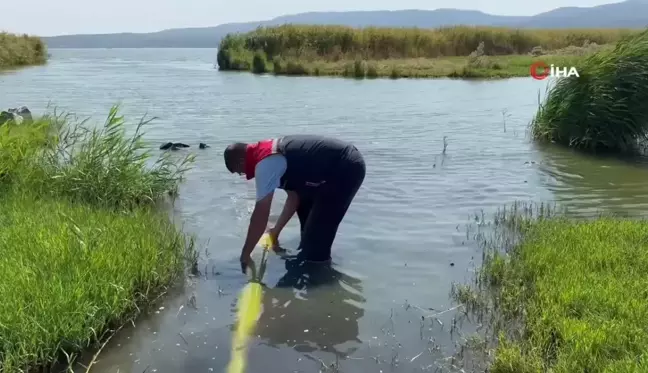 10 Milyon Yavru Sazan Suya Bırakıldı