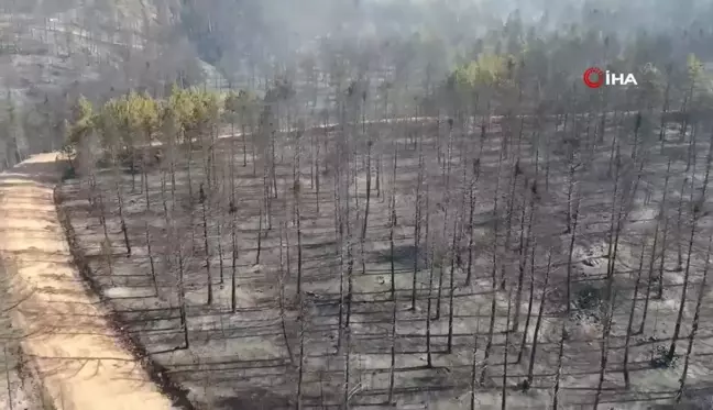 Yürek yakan manzara: Ormanlık alandaki tahribat böyle görüntülendi