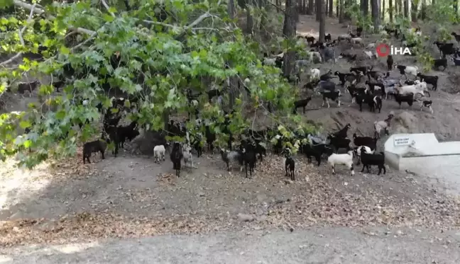 Aydın'da keçi sürüsü ve çoban azaldı, orman yangınları arttı