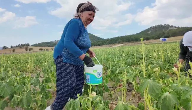 Bolu'da bamya üreticisi işçi maliyetlerini düşürmek için tarlasını yarı fiyatına açtı