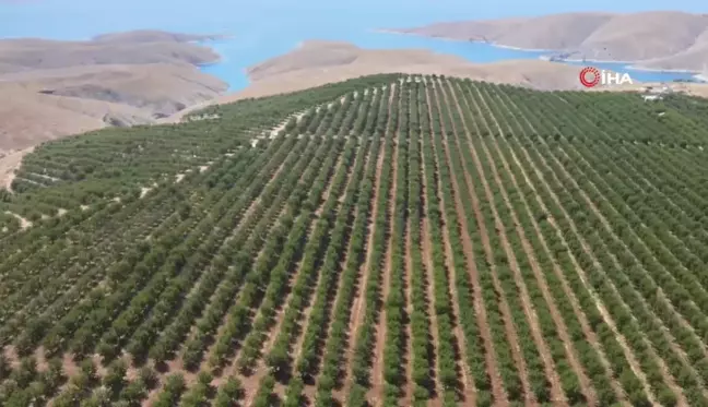 Adıyaman'da badem hasadı başladı